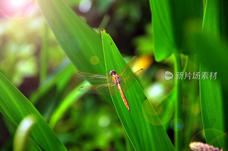 蜻蜓在水生植物