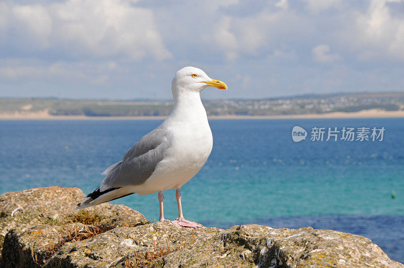 海湾岩石上的银鸥