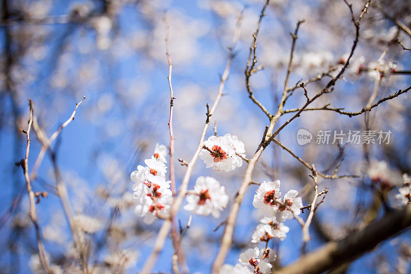 美丽的樱花