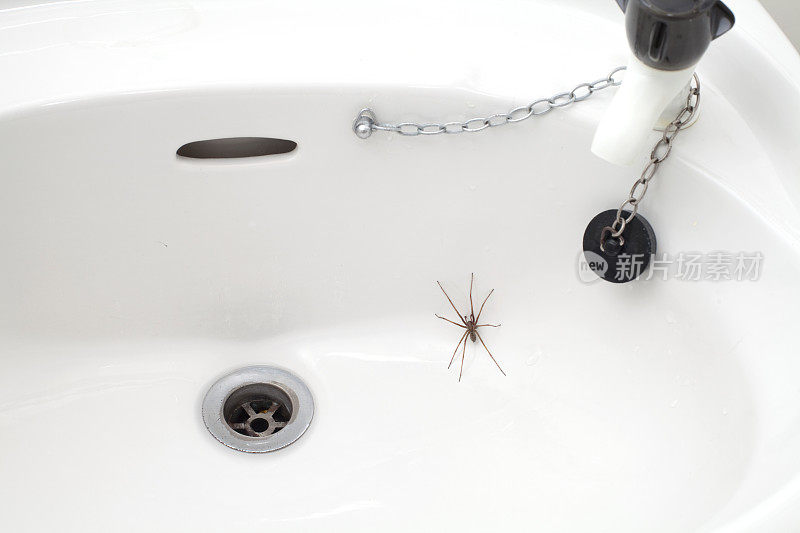 浴室水槽里的蜘蛛的特写镜头