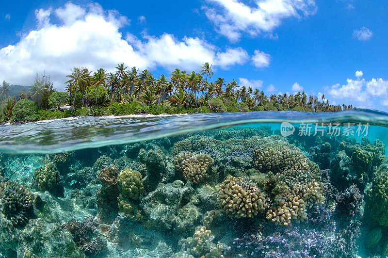 法属波利尼西亚的珊瑚礁