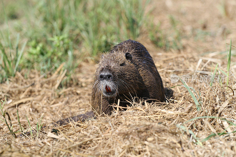 水獭(coypu)