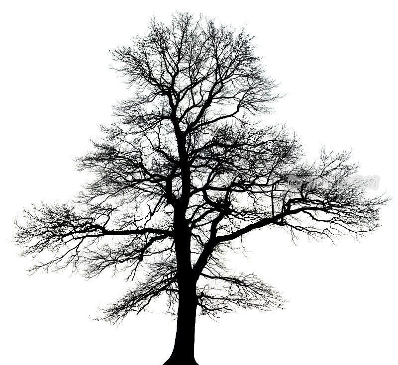 英国一种栎树(栎属)，冬季孤立黑色和白色。