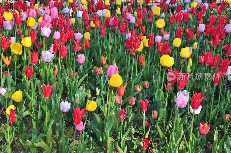 及郁金香花园