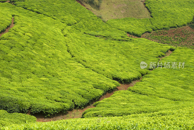 非洲中部连绵起伏的山丘上有茶园