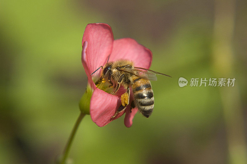 花中蜜蜂的暗色镜头微距