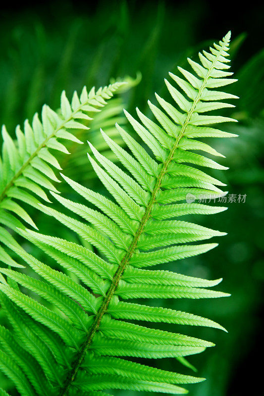 蕨类植物分支特写