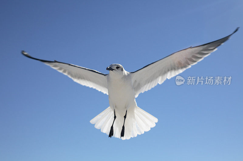 海鸥在飞