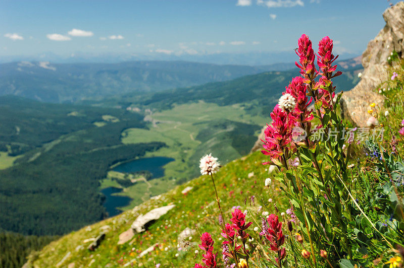 阿尔卑斯山草地上的野花