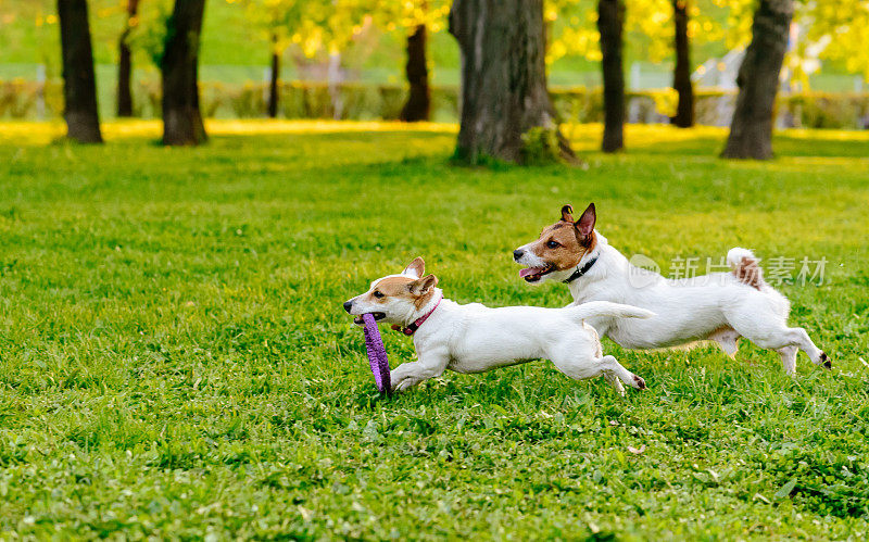 两只狗在公园草坪上奔跑，玩着拉车玩具