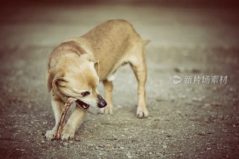 带骨头的小狗