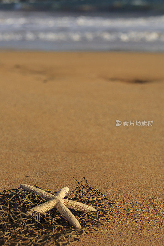 海星在沙滩上