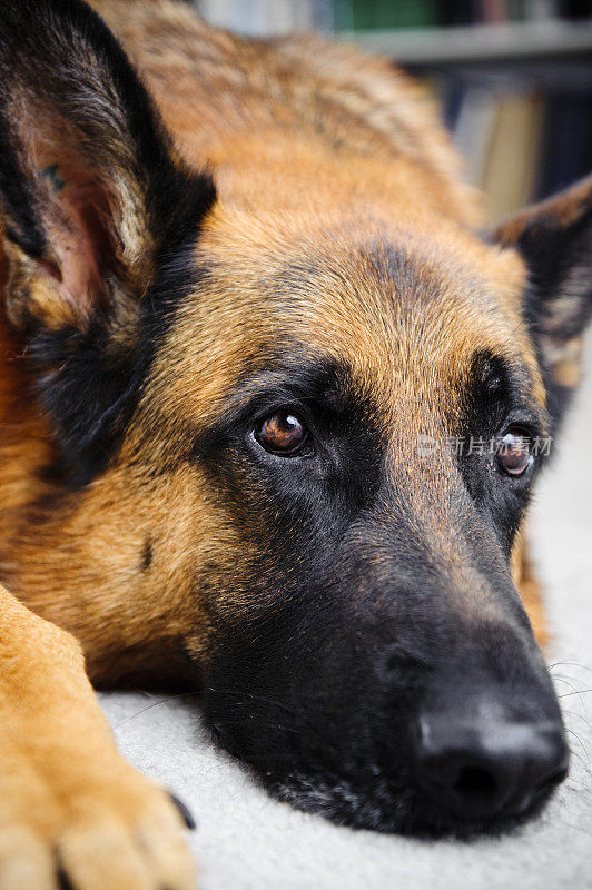 德国牧羊犬孤立的白色