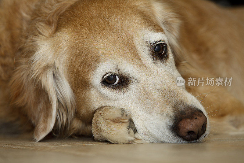 雌金毛猎犬盯着镜头