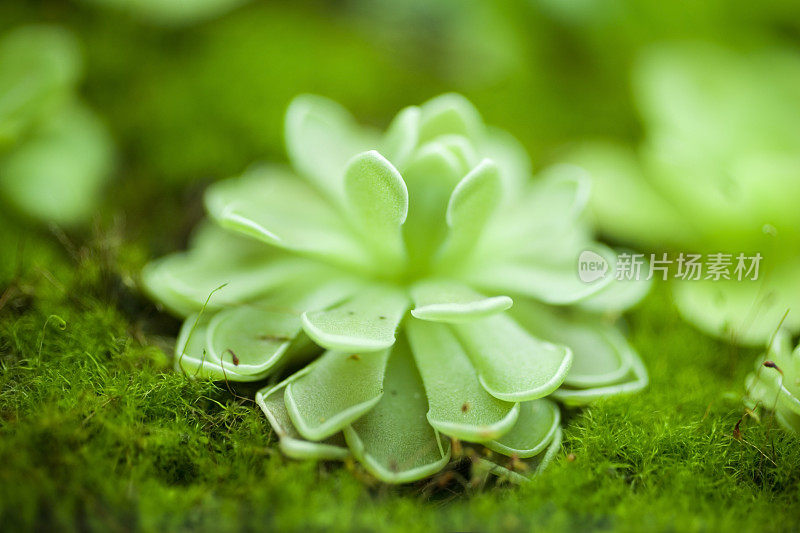 热带植物