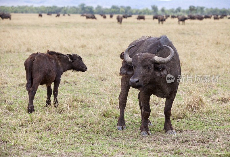 产犊的非洲水牛。肯尼亚马赛马拉
