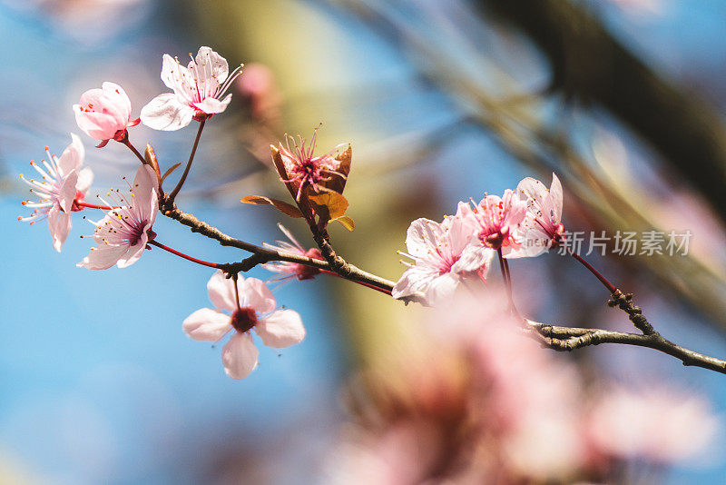 梅花枝