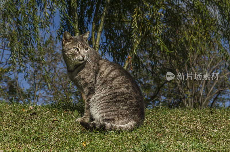 挪威森林猫