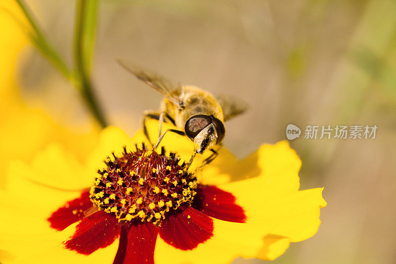 花头上的食蚜蝇