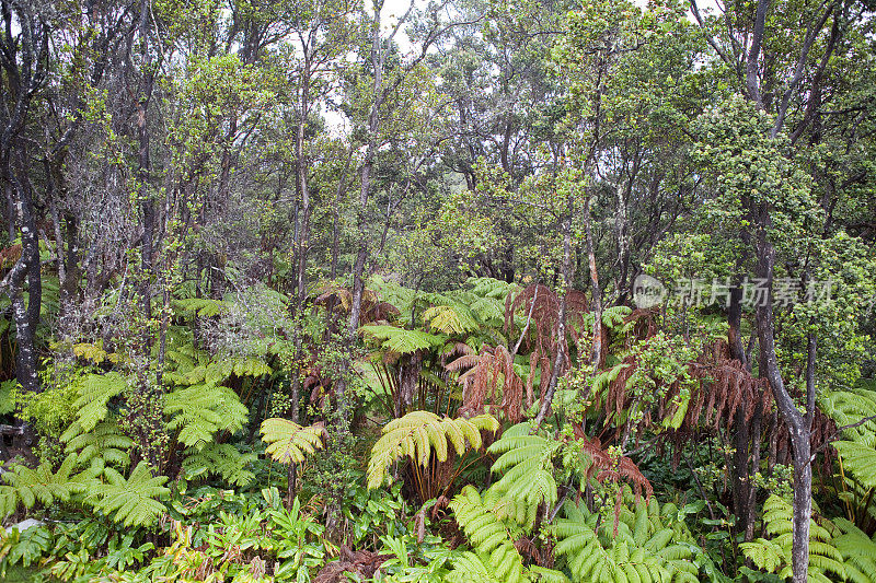 热带雨林位于夏威夷。