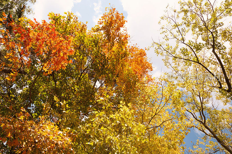 枫叶在秋天改变颜色。