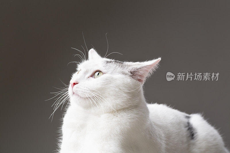 白猫猫在镜头前摆出斯芬克斯的姿势