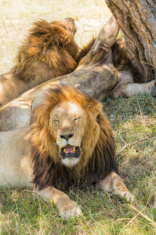 三只捕食者狮王在野外狩猎后休息