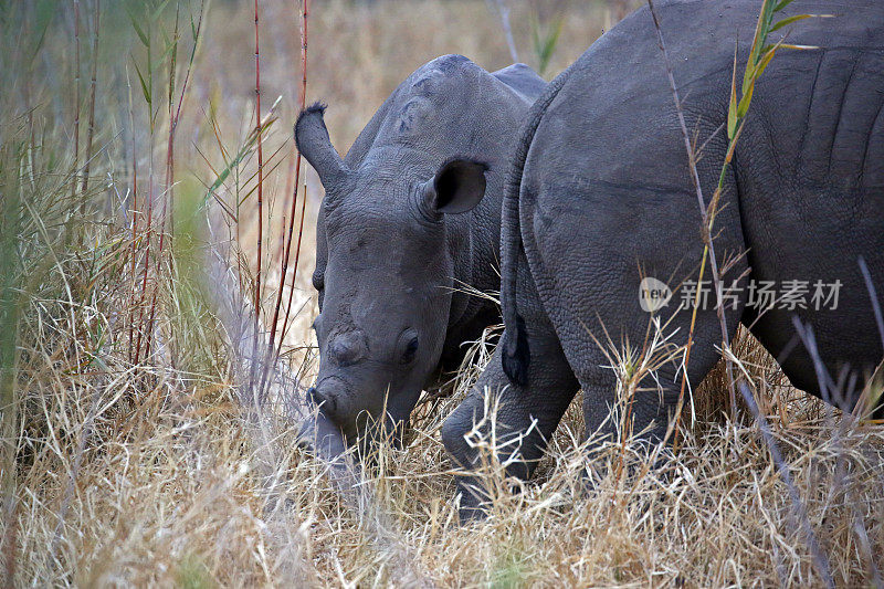 南非:克鲁格国家公园的南白犀牛