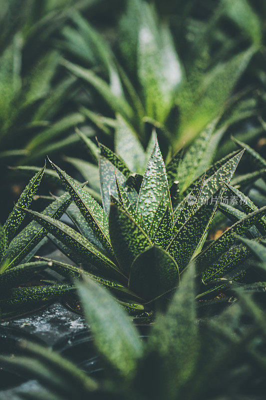 小开花仙人掌-芦荟