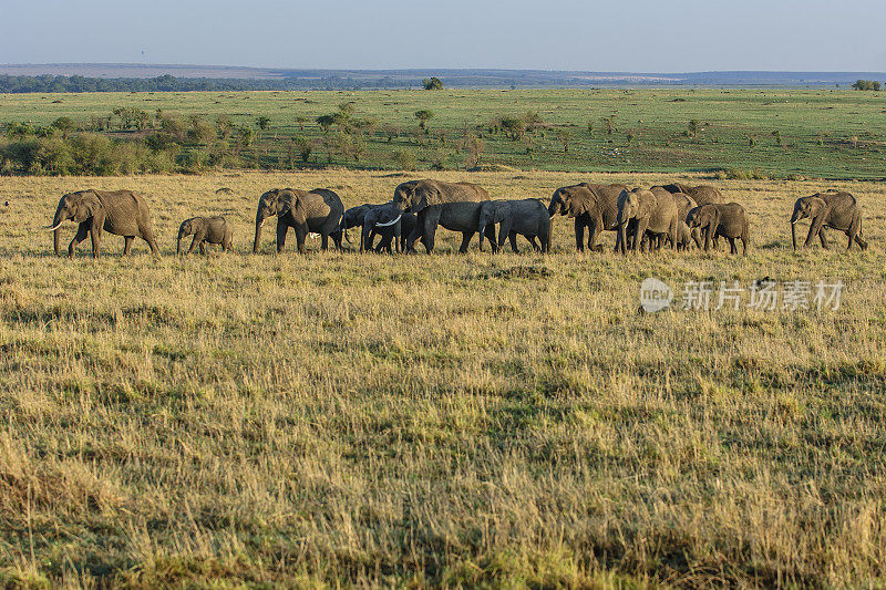 穿越非洲平原的象群
