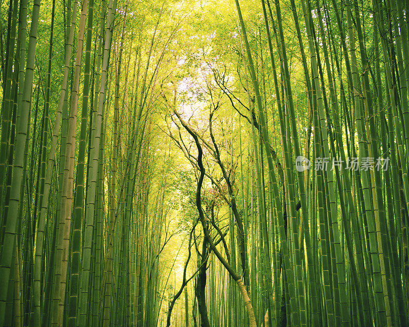 日本京都附近的岚山有茂密的竹林