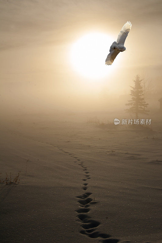 冬天日出的足迹和雪鸮