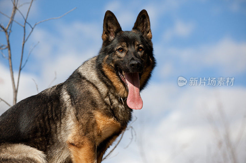 德国牧羊犬坐在户外