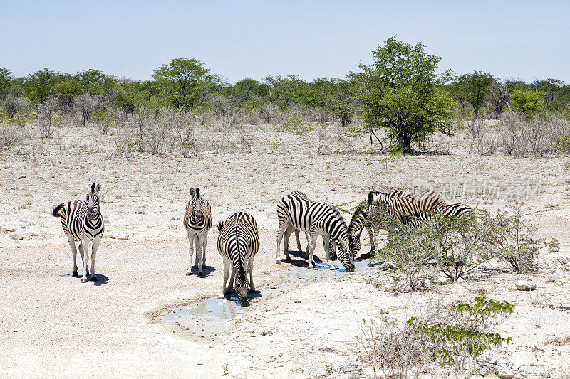 斑马饮酒，Etosha，纳米比亚