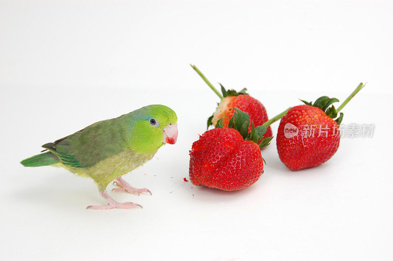 小鹦鹉，大草莓