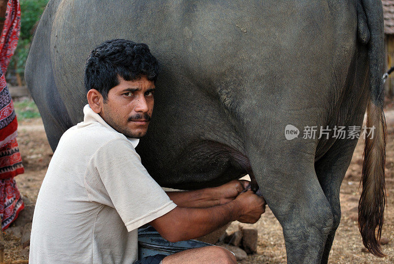 印度男子挤牛奶-农村地区