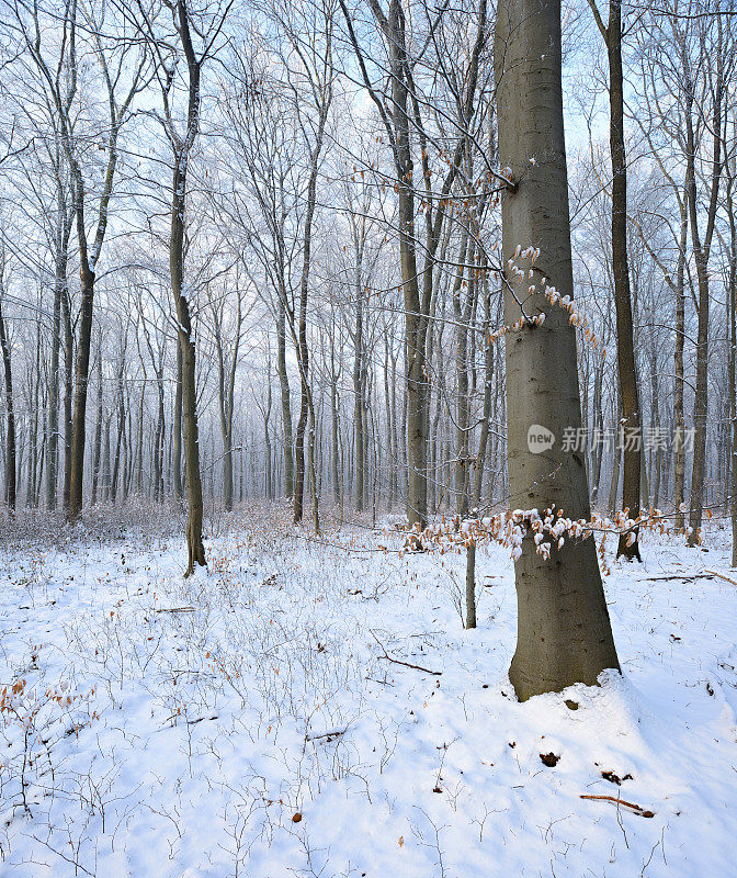 森林的光秃秃的山毛榉树在冬天被雪覆盖
