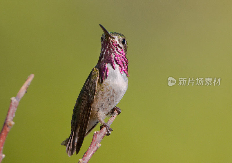 蜂鸟-雄性