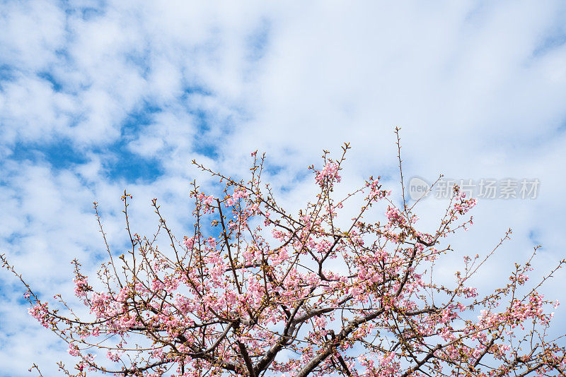 樱花樱花