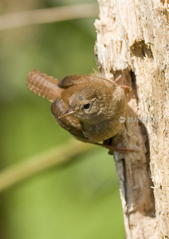 雷恩(Troglodytes-troglodytes)