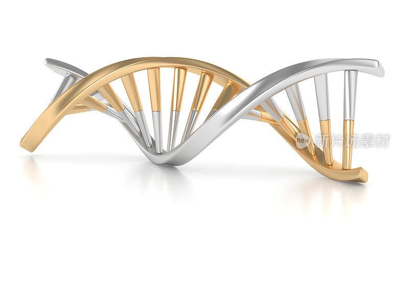 金和银的DNA结构