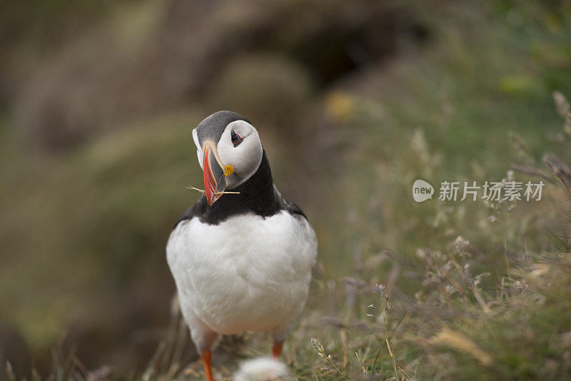 冰岛Latrabjarg，嘴里含着稻草的海雀