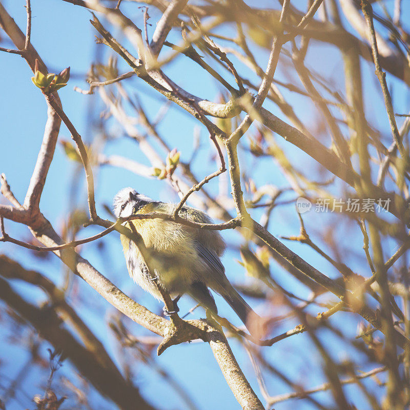 小bluetit