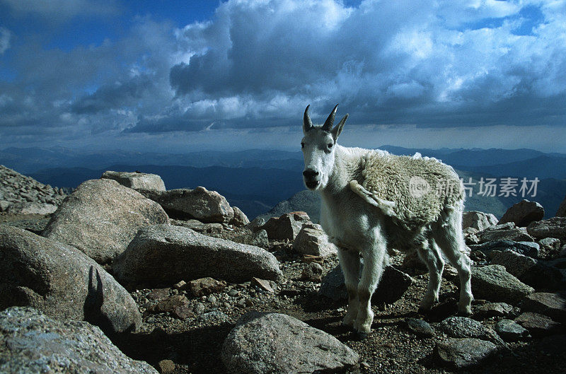 科罗拉多落基山脉全景和山山羊特写