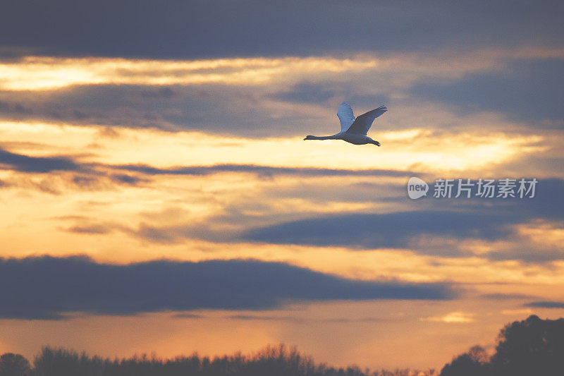 日落天空中飞翔的白天鹅