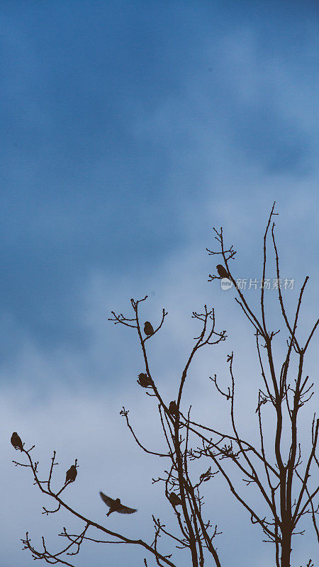 冬天的小鸟坐在树上