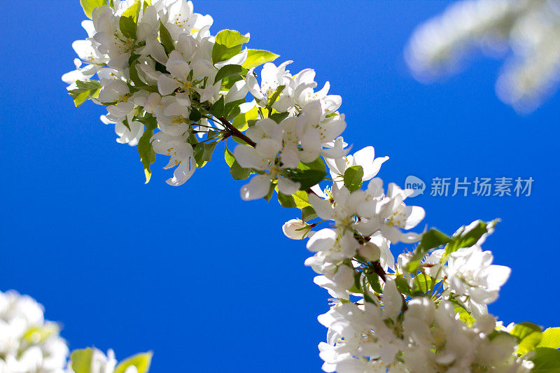 白色苹果花映衬着充满活力的深蓝色天空(特写)
