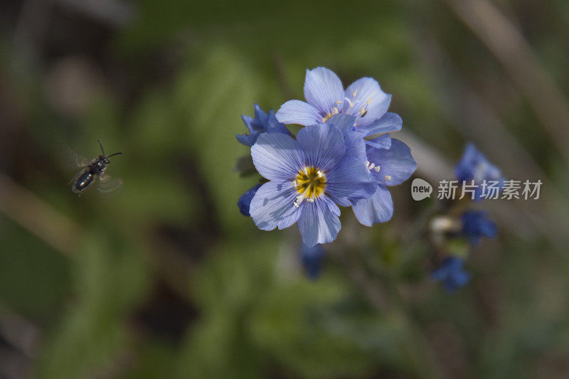 野生蓝亚麻和蜜蜂