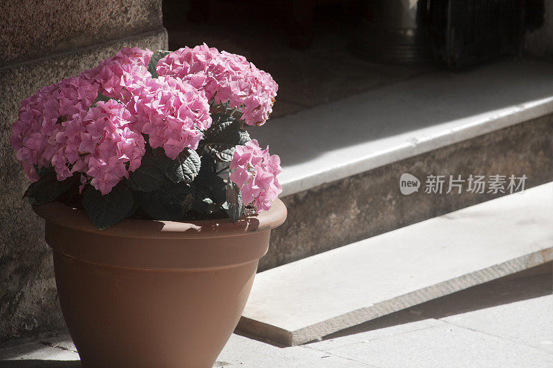 粉色的绣球花，建筑入口处的花盆