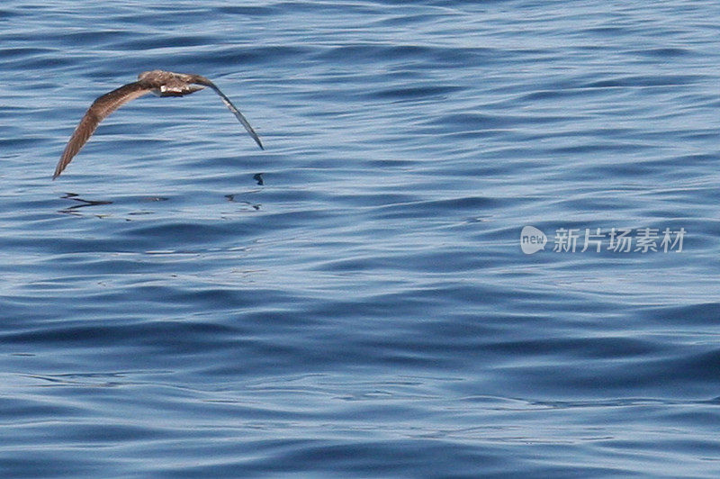 海鸥从水面上起飞